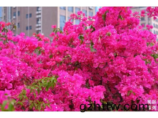 深(shen)圳(zhen)的(de)旾(chun)天什(shen)麼顔色？